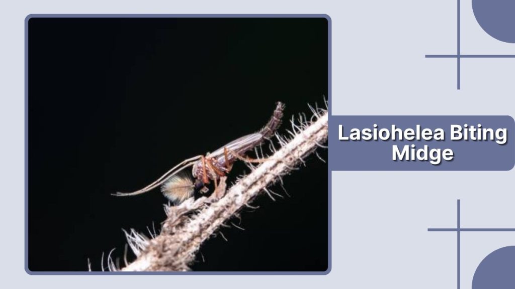 Lasiohelea Biting Midge