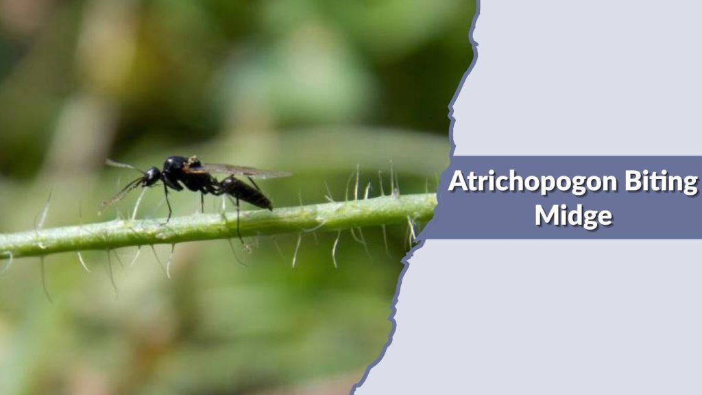 Atrichopogon Biting Midge