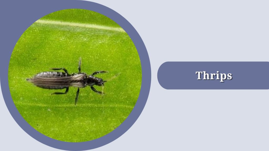 Thrips