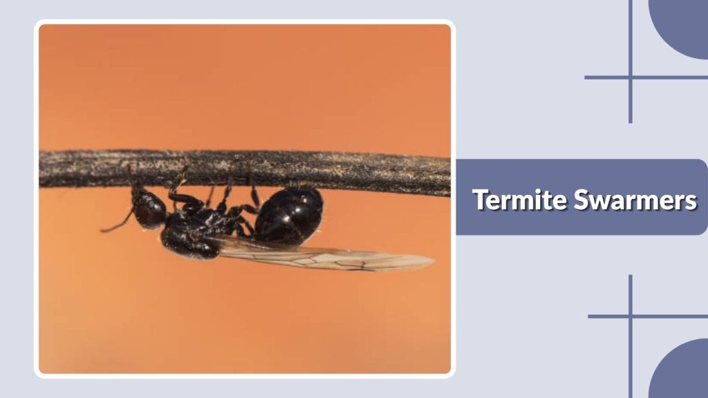 Termite Swarmers