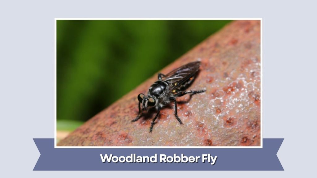 Woodland Robber Fly