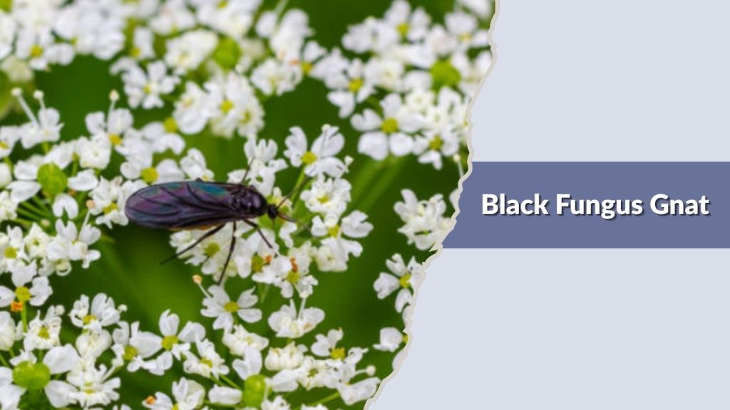 Black Fungus Gnat