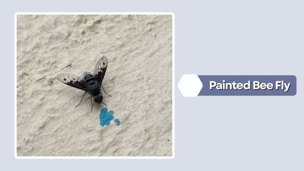 Painted Bee Fly 