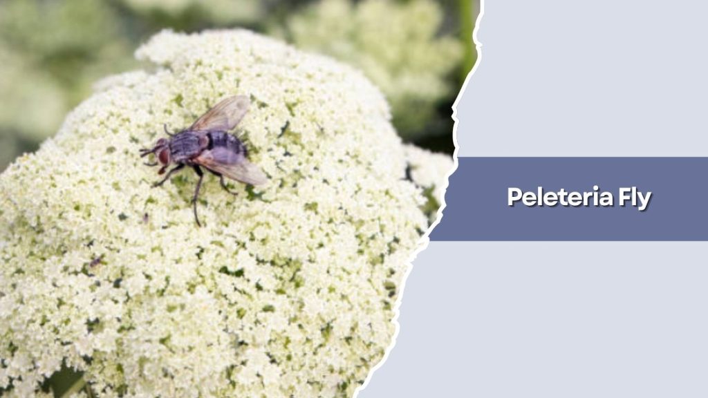 Peleteria Fly