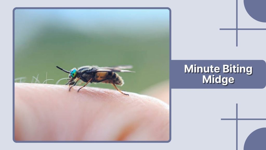 Minute Biting Midge