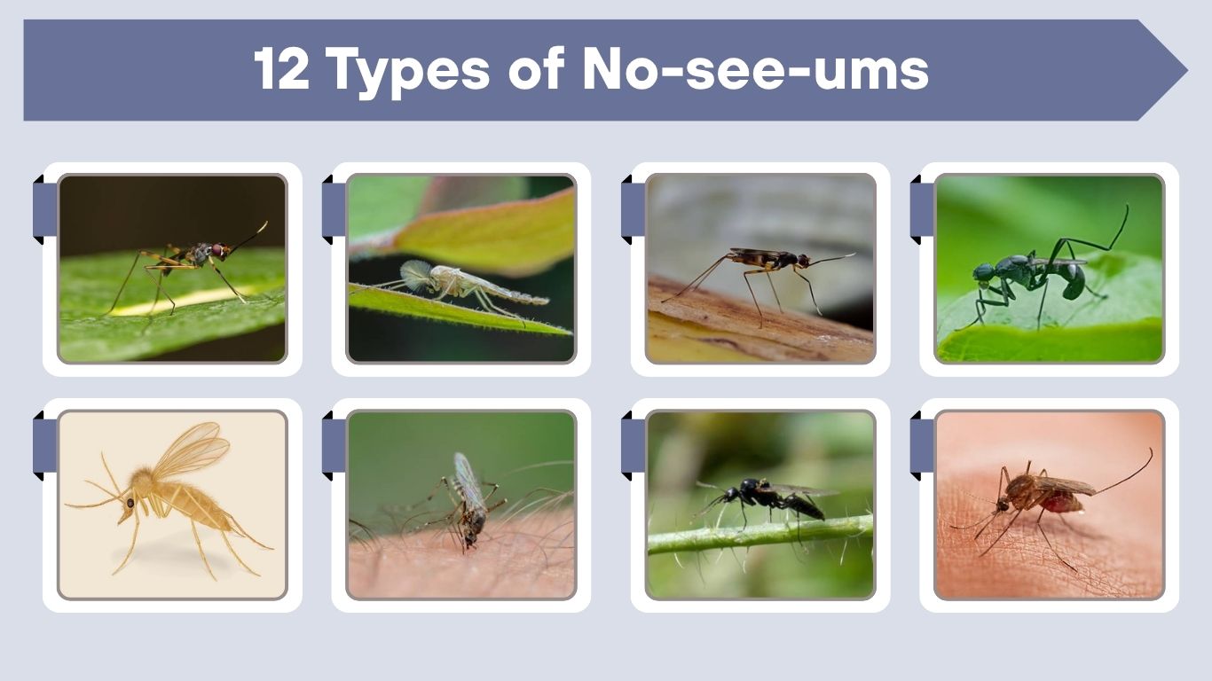 12 Types of No-see-ums: Common Species Identification with Pictures