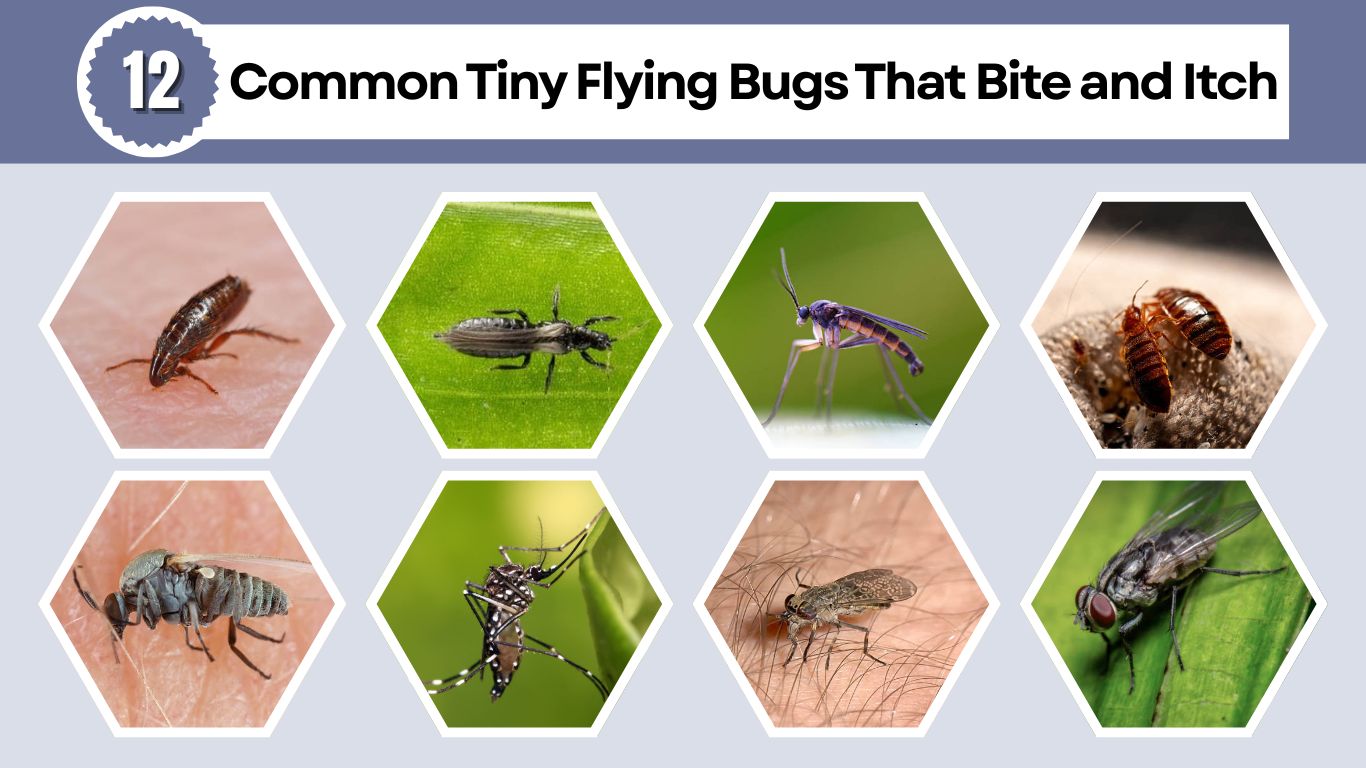 12 Common Tiny Flying Bugs That Bite and Itch