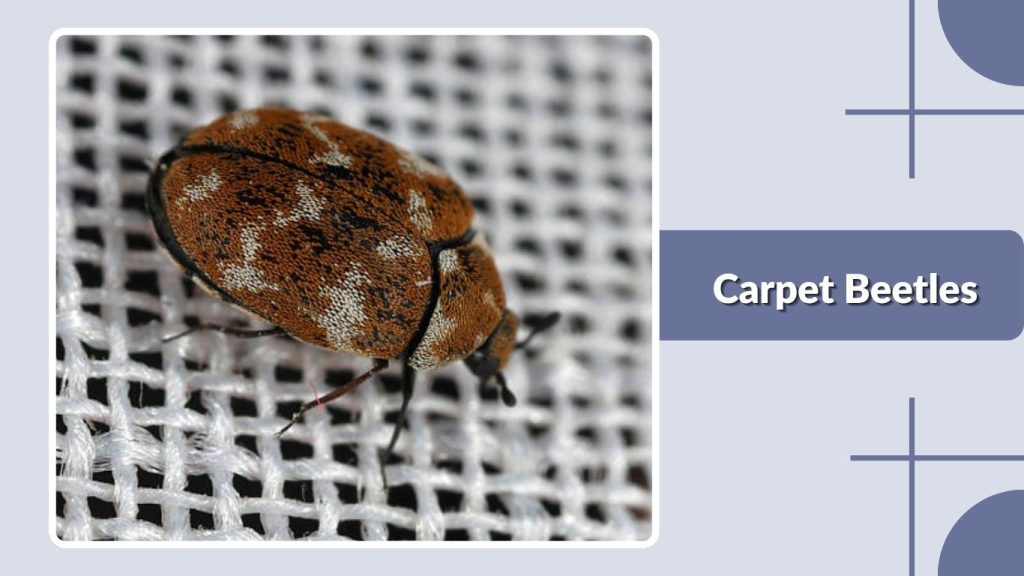 Carpet Beetles