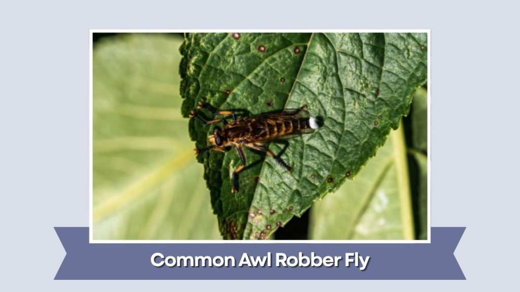 Common Awl Robber Fly