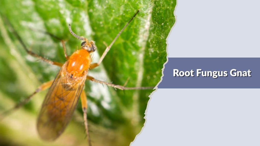  Root Fungus Gnat