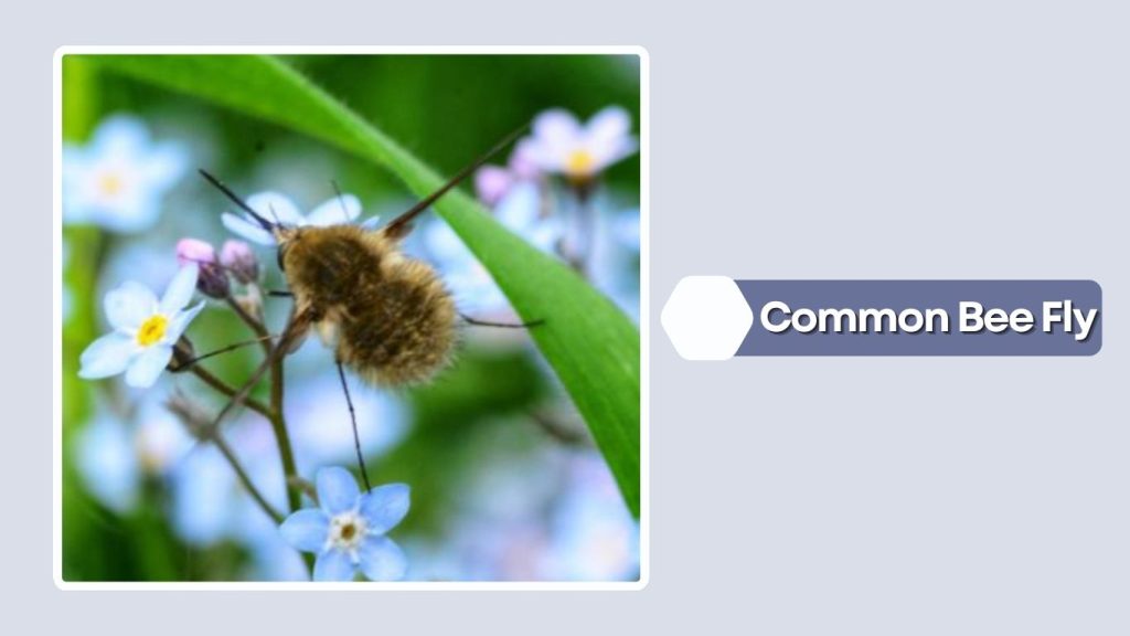 Common Bee Fly