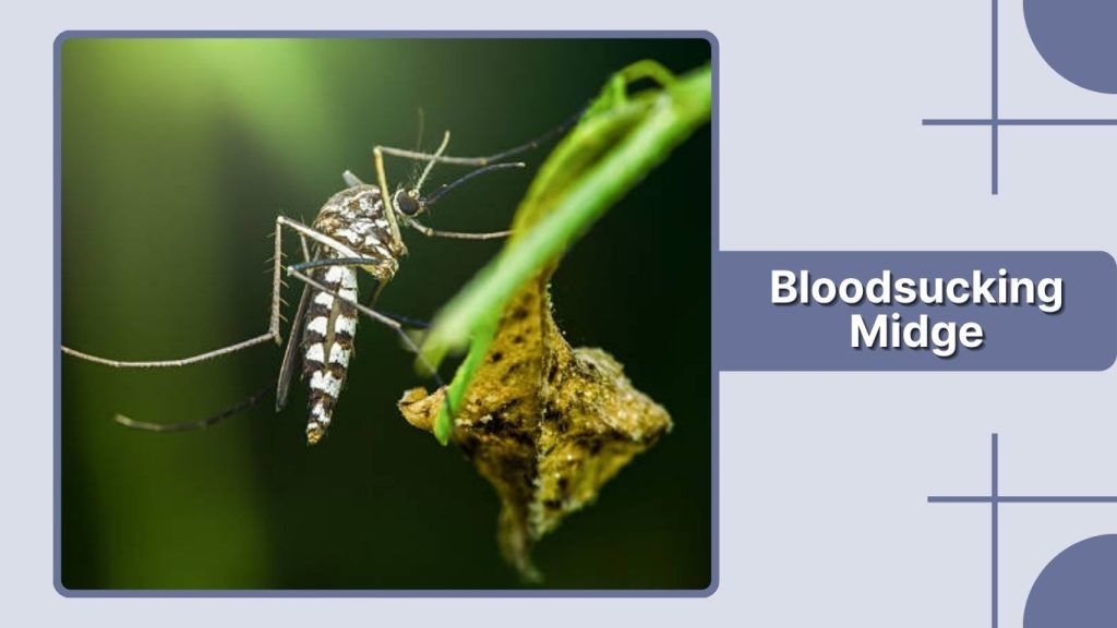Bloodsucking Midge