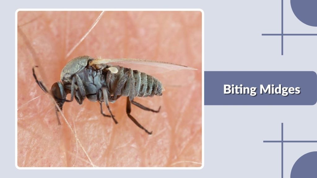 Biting Midges