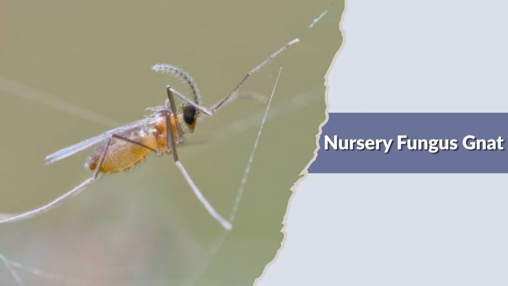 Nursery Fungus Gnat