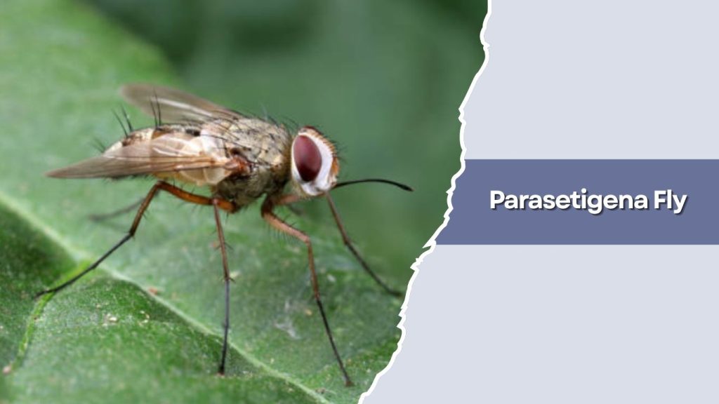 Parasetigena Fly