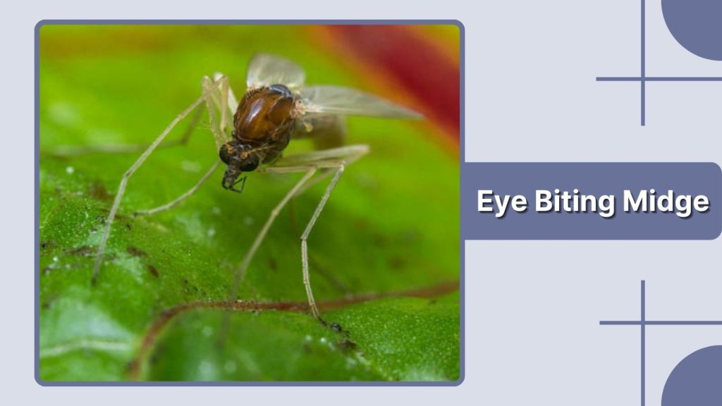 Eye Biting Midge
