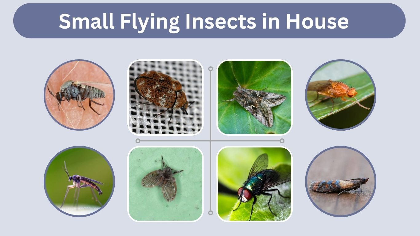 Small Flying Insects in House: Common Types to Know