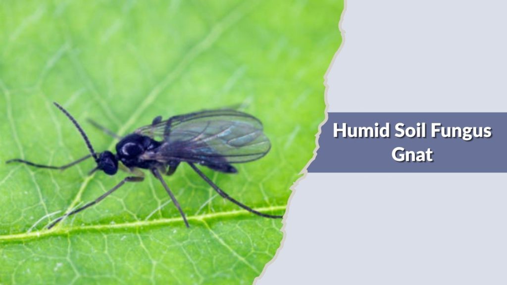 Humid Soil Fungus Gnat