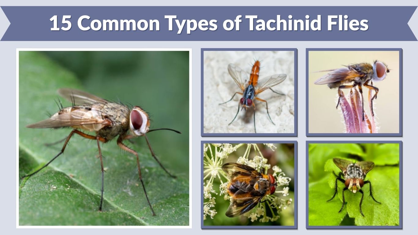 15 Common Types of Tachinid Flies: Identification with Pictures