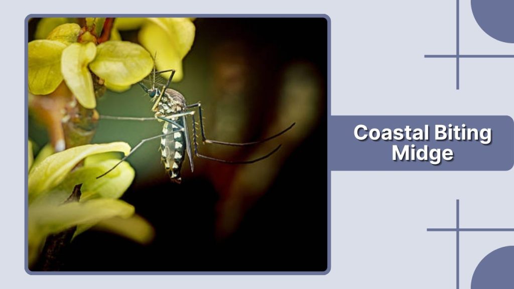 Coastal Biting Midge