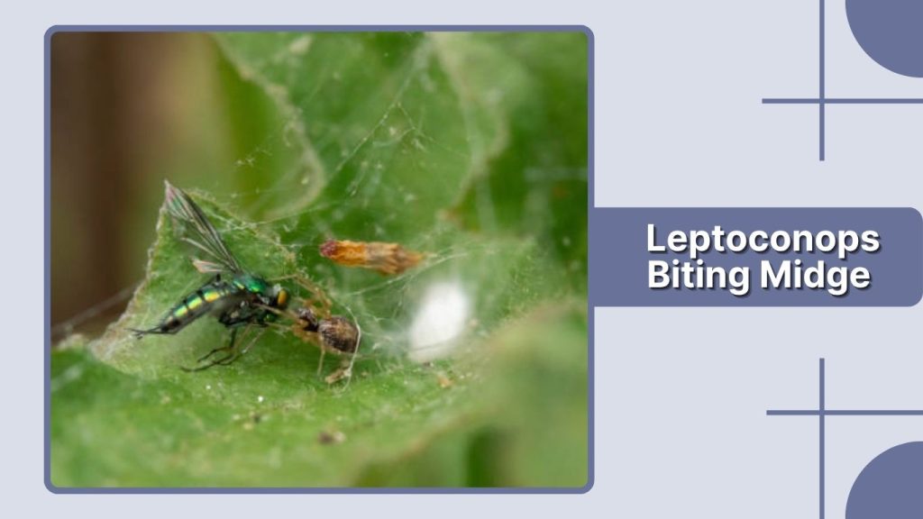 Leptoconops Biting Midge