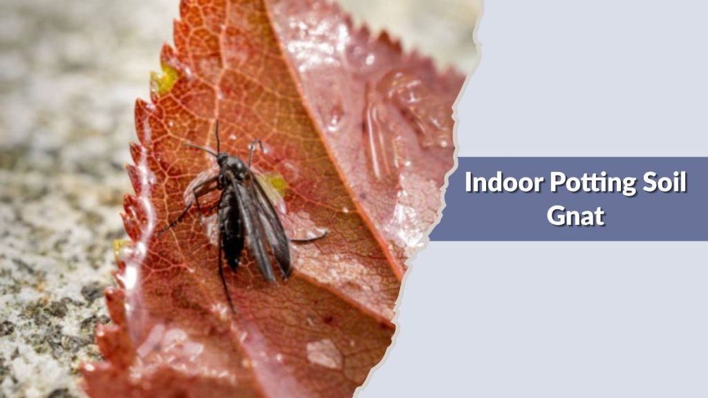  Indoor Potting Soil Gnat