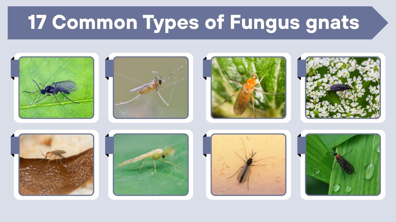 17 Common Types of Fungus gnats : Identification with Pictures