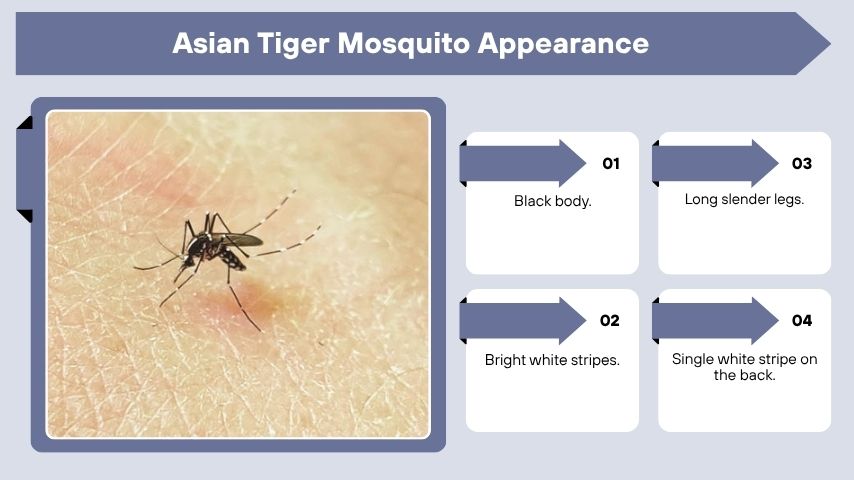 Asian Tiger Mosquito Appearance