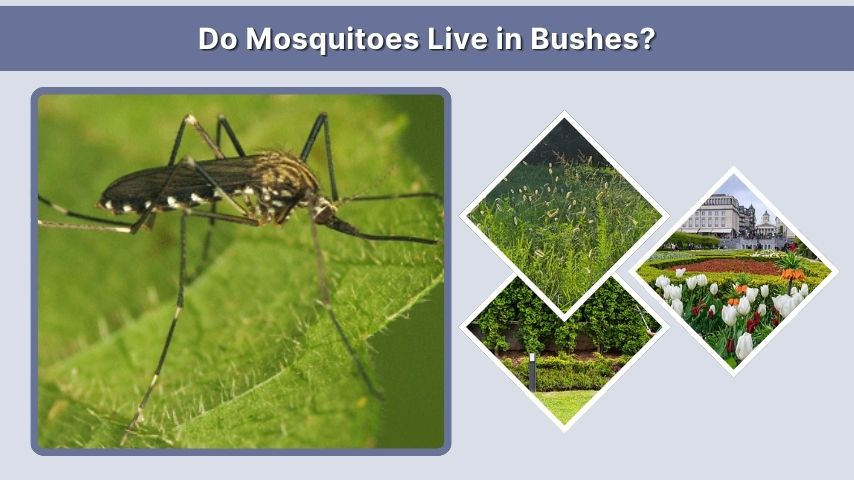 Do Mosquitoes Live in Bushes?