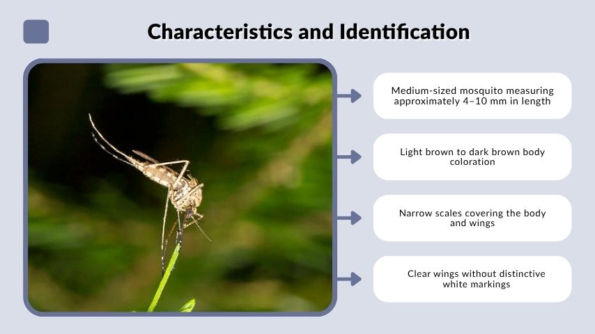 Characteristics and Identification