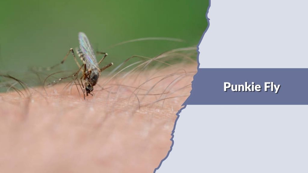 Punkie Fly