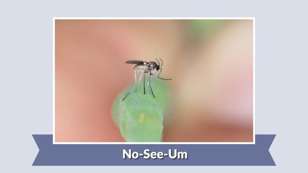 No-See-Um