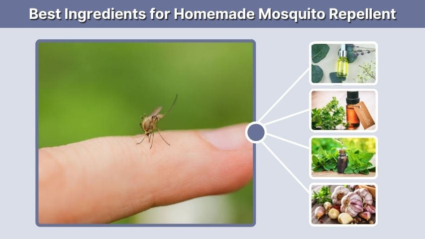 Best Ingredients for Homemade Mosquito Repellent
