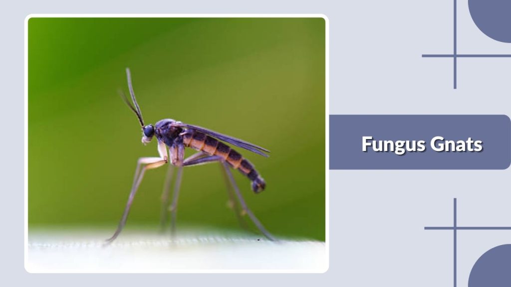  Fungus Gnats