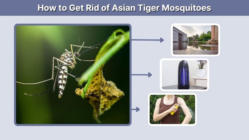 How to Get Rid of Asian Tiger Mosquitoes