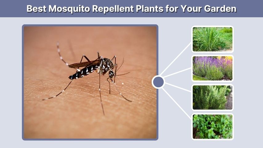Best Mosquito Repellent Plants for Your Garden
