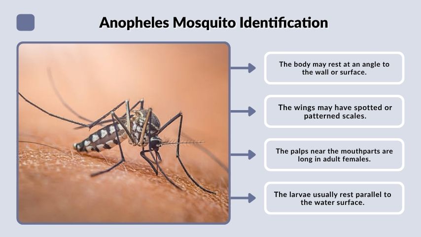 Anopheles Mosquito Identification