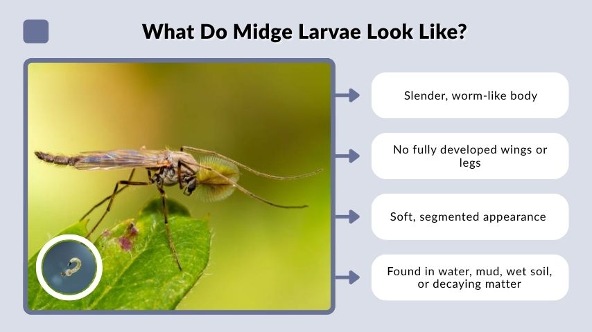 What Do Midge Larvae Look Like?