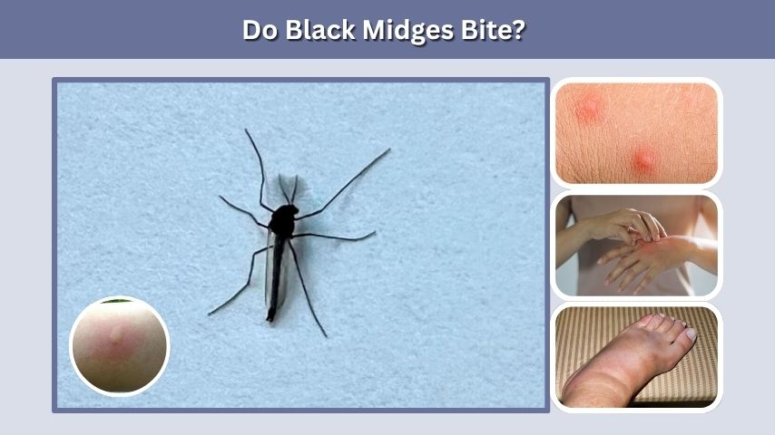 Do Black Midges Bite?