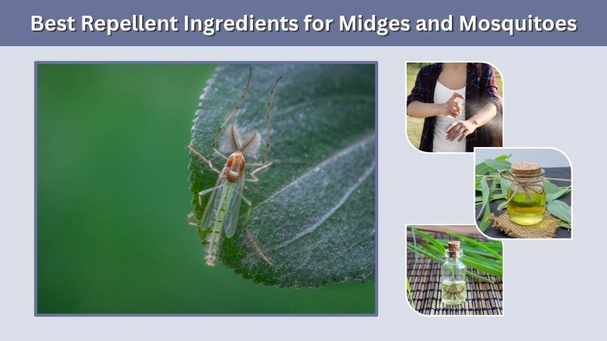 Best Repellent Ingredients for Midges and Mosquitoes