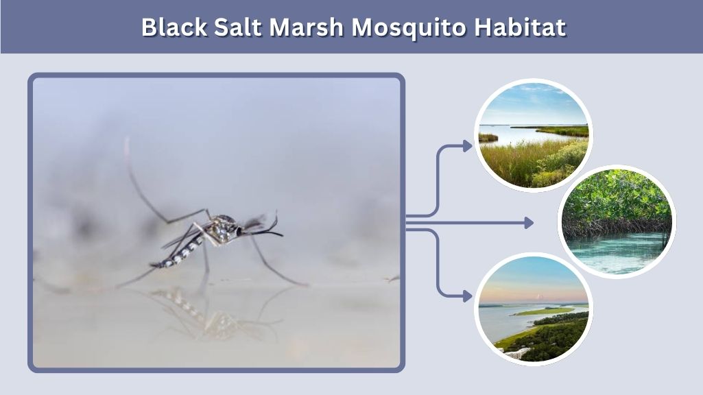 Black Salt Marsh Mosquito Habitat