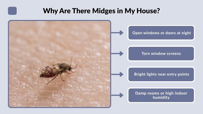 Why Are There Midges in My House?