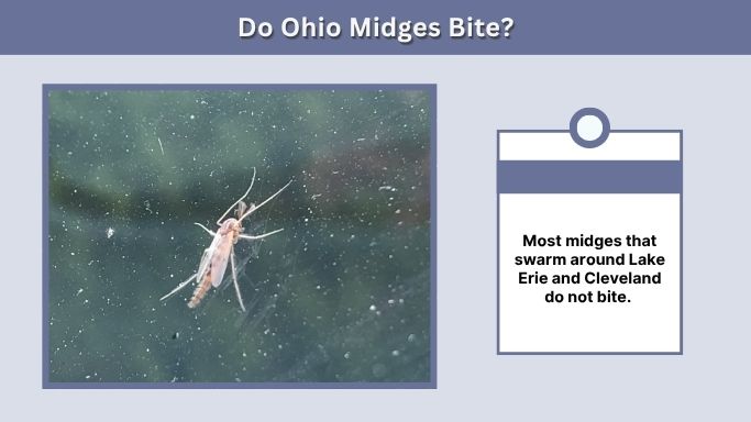 Do Ohio Midges Bite?