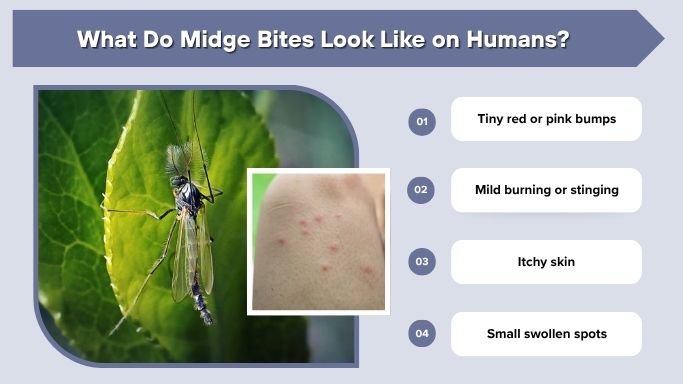 What Do Midge Bites Look Like on Humans?