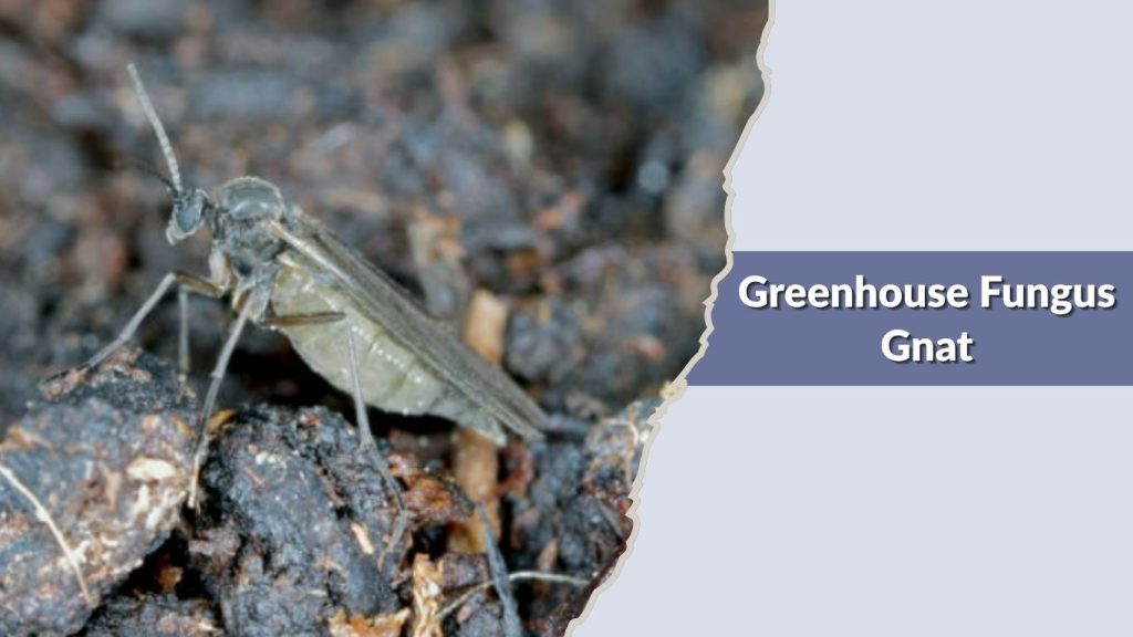  Greenhouse Fungus Gnat