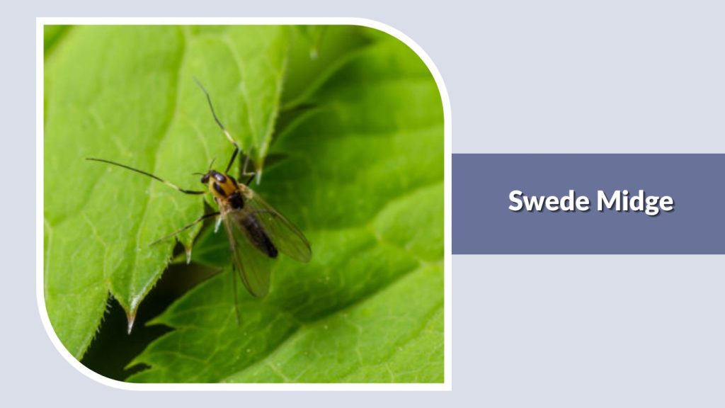 Swede Midge