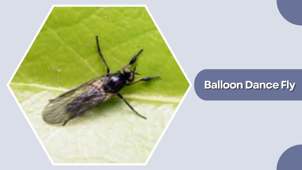 Balloon Dance Fly
