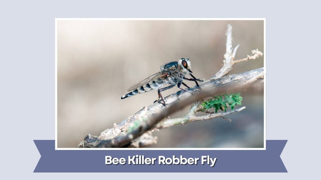Bee Killer Robber Fly