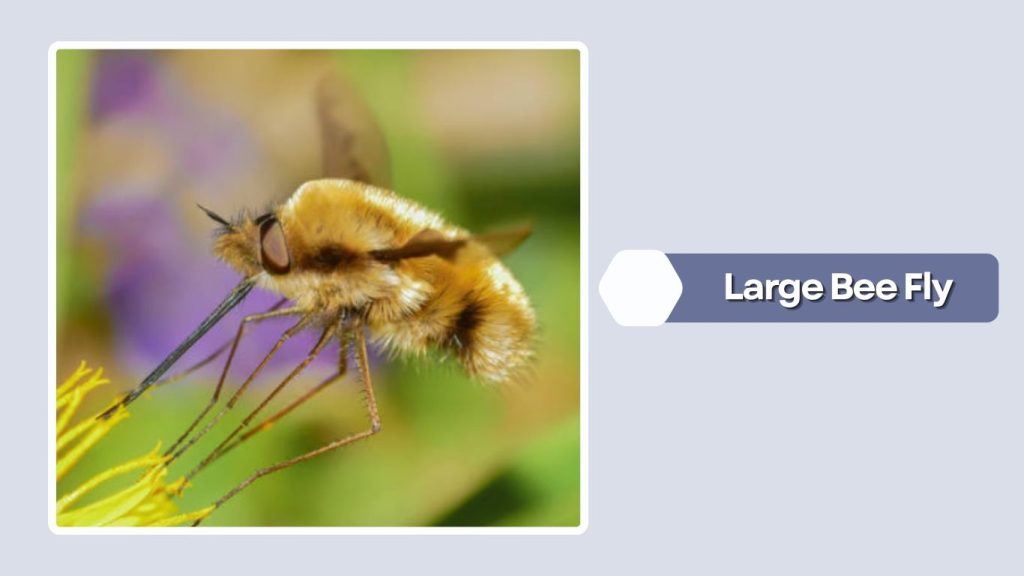 Large Bee Fly