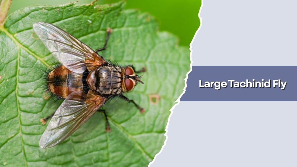 Large Tachinid Fly